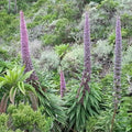 Echium pininana