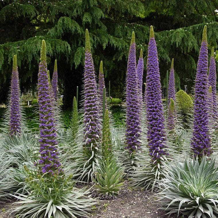 Echium pininana