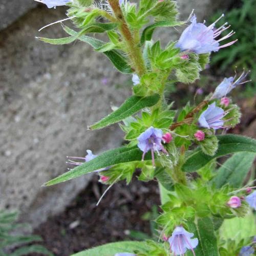 Echium pininana