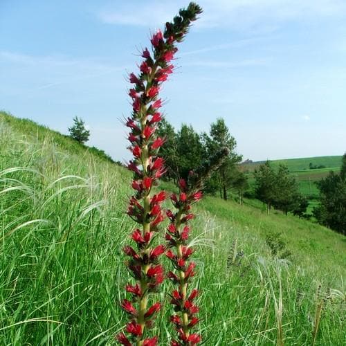 Echium russicum - Future Forests