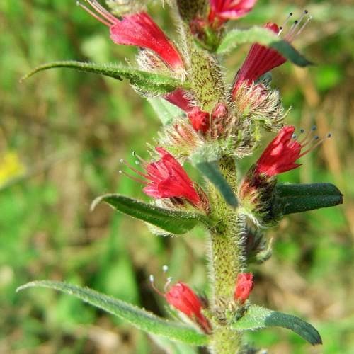 Echium russicum - Future Forests