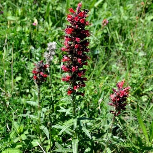 Echium russicum - Future Forests