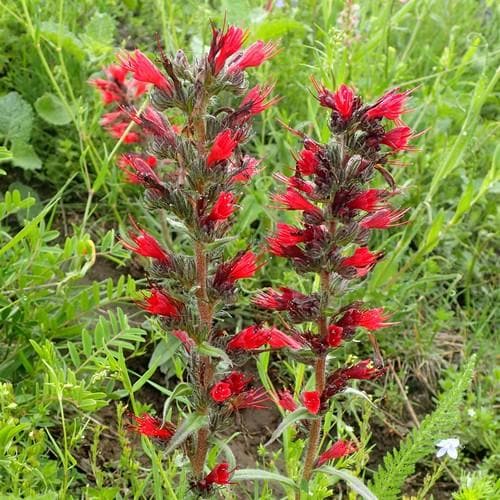 Echium russicum - Future Forests