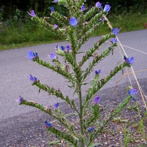 Echium vulgare - Future Forests