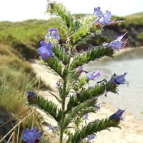 Echium vulgare - Future Forests