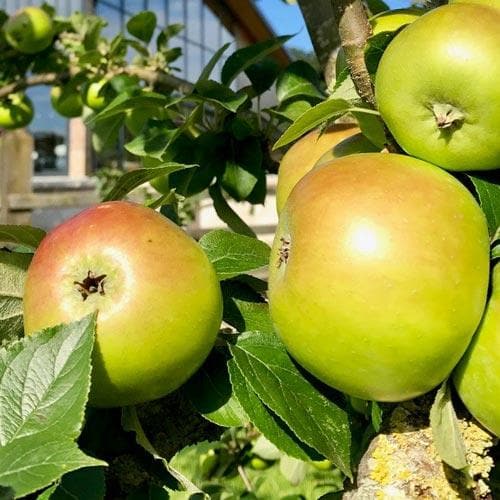 Apple Ecklinville Seedling - Future Forests