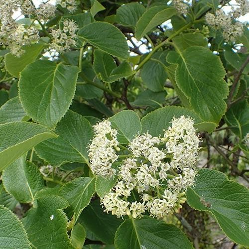 Ehretia dicksonii
