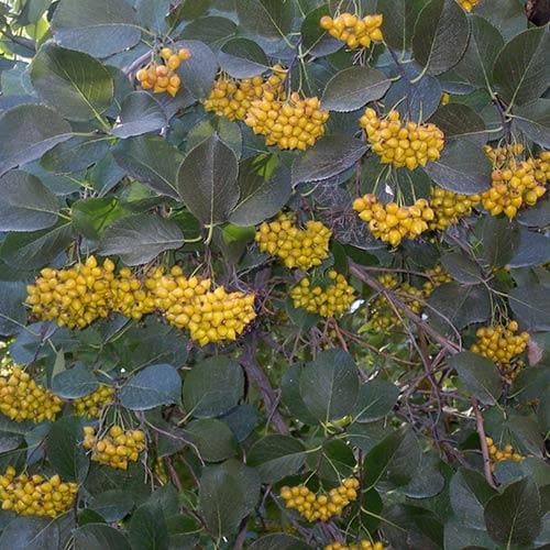 Ehretia dicksonii