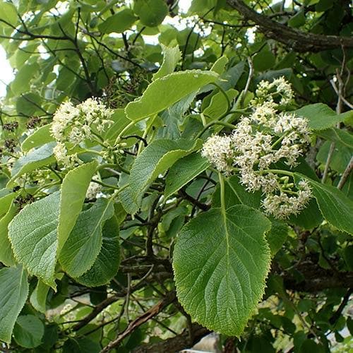 Ehretia dicksonii