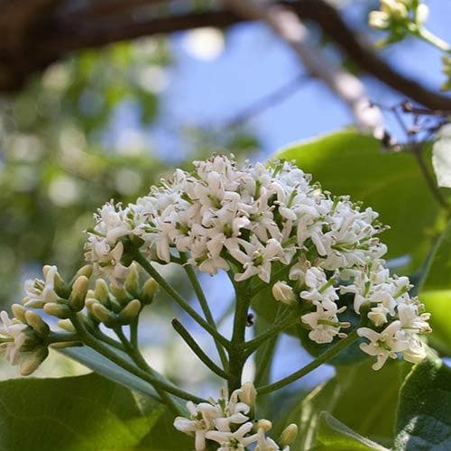Ehretia dicksonii