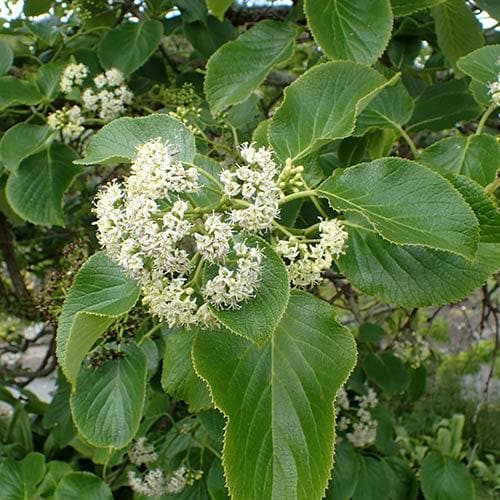 Ehretia dicksonii