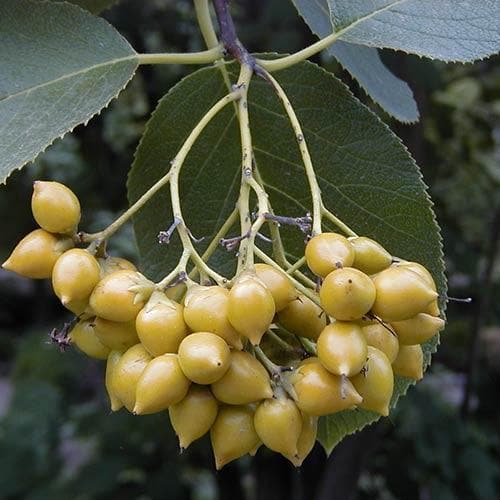 Ehretia dicksonii