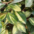 Elaeagnus pungens Maculata