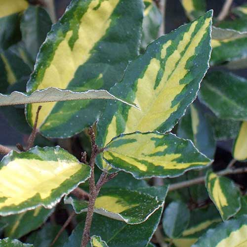 Elaeagnus pungens Maculata