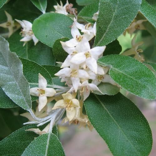 Elaeagnus umbellata Bareroot | 2-3ft