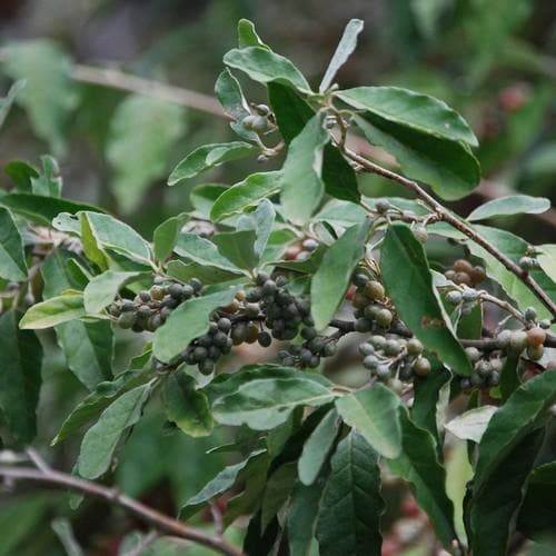 Elaeagnus umbellata - Future Forests