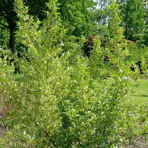 Elaeagnus umbellata - Future Forests