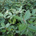 Elaeagnus x ebbingei Pot | 9cm / 0.5ft / Young plant