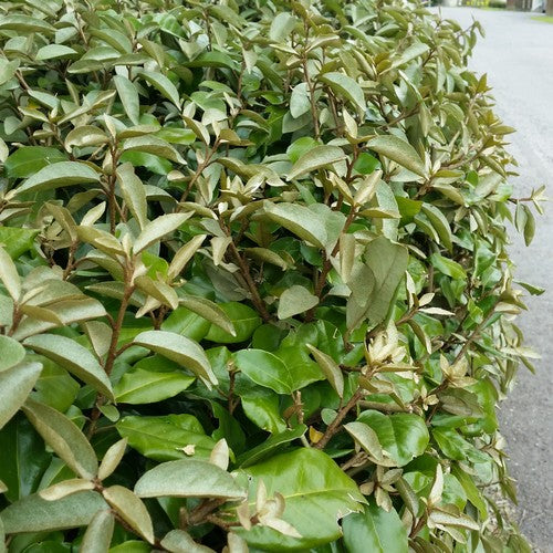 Elaeagnus x ebbingei Compacta Pot | 3L / 1ft Bushy / N/A