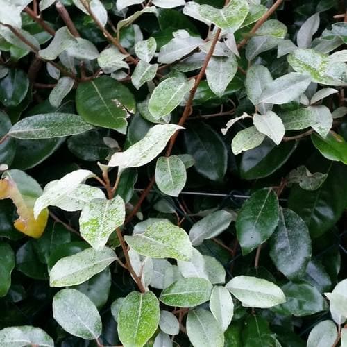 Elaeagnus x ebbingei - Future Forests