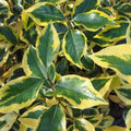 Elaeagnus x ebbingei Gilt Edge - Future Forests