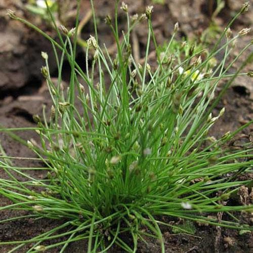 Eleocharis acicularis - Future Forests