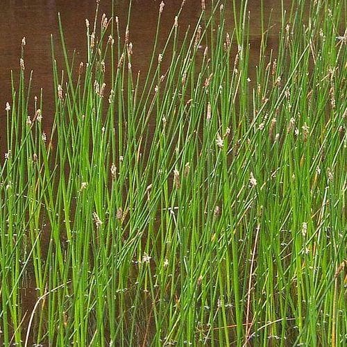 Eleocharis palustris - Common spikerush