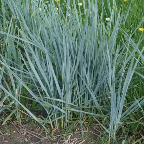 Elymus magellanicus - Future Forests