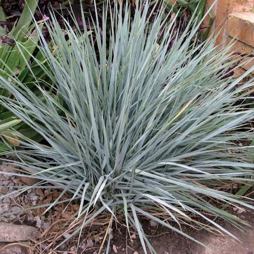 Elymus magellanicus - Future Forests