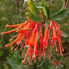 Embothrium coccineum - Chilean Flame Tree