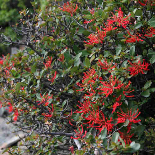 Embothrium coccineum - Chilean Flame Tree