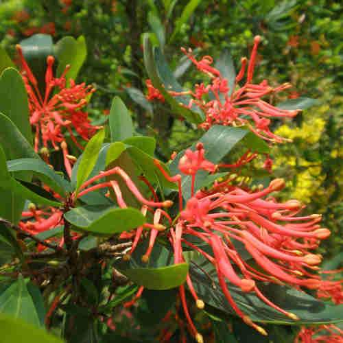 Embothrium coccineum - Chilean Flame Tree