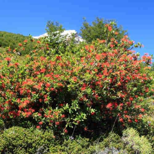 Embothrium coccineum - Chilean Flame Tree