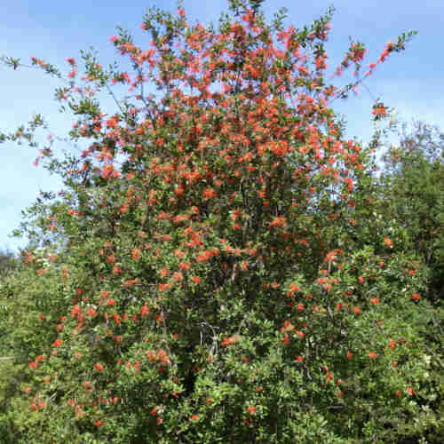 Embothrium coccineum - Chilean Flame Tree