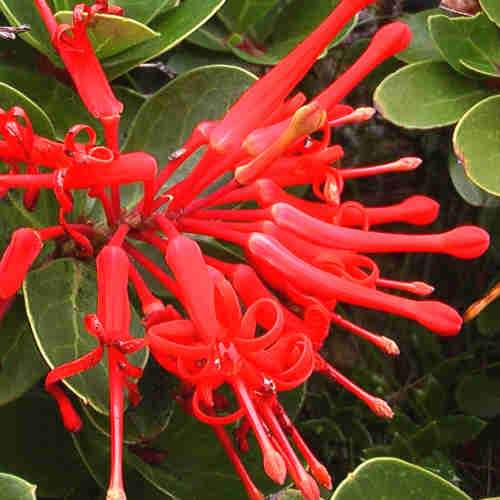 Embothrium coccineum - Chilean Flame Tree