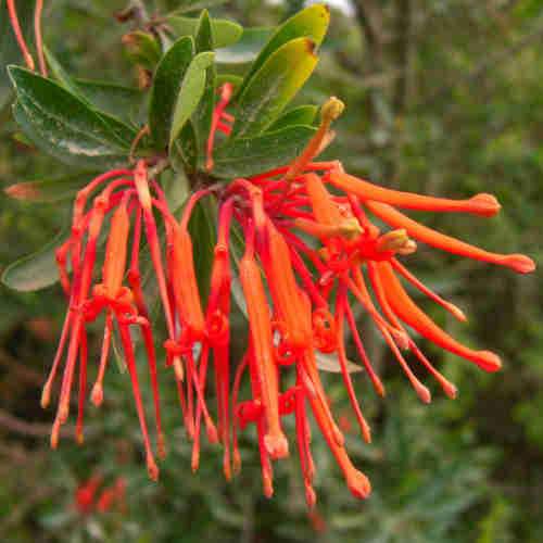 Embothrium coccineum - Chilean Flame Tree