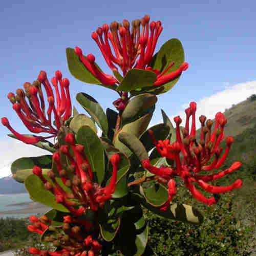 Embothrium coccineum - Chilean Flame Tree