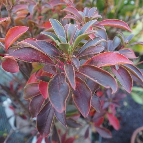 Enkianthus campanulatus Pagoda - Future Forests