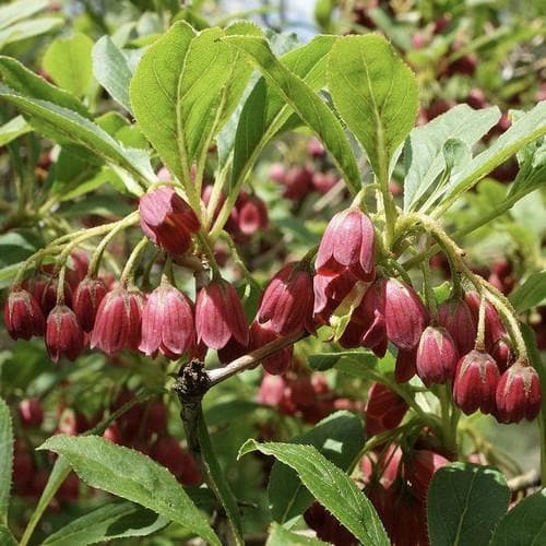 Enkianthus campanulatus Palibinii - Future Forests