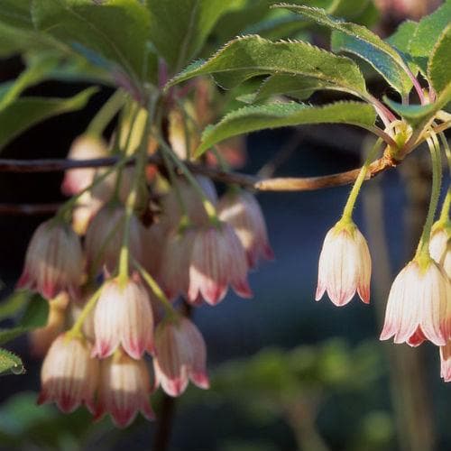 Enkianthus campanulatus Pagoda - Future Forests