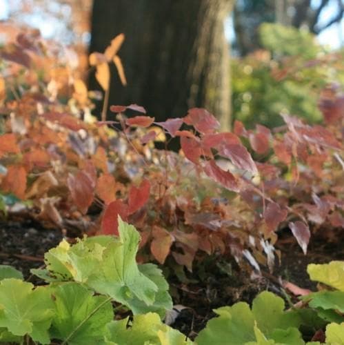 Epimedium grandiflora Lilafee - Future Forests