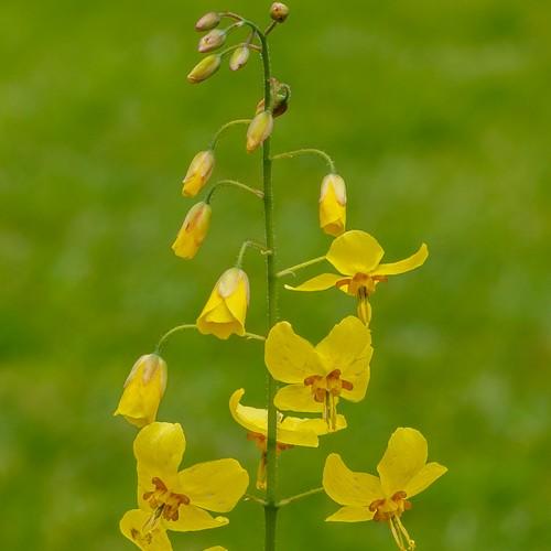 Epimedium x perralchicum Frohnleiten - Future Forests