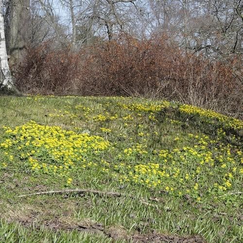 Eranthis hyemalis - Winter Aconite - Future Forests