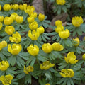 Eranthis hyemalis - Winter Aconite 'In the Green' Loose Bulbs