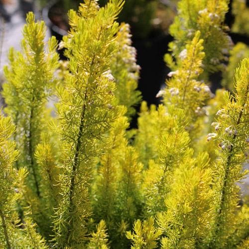 Erica arborea Albert's Gold