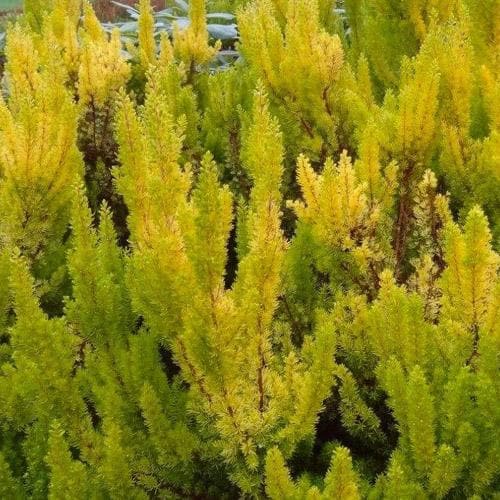 Erica arborea Albert's Gold