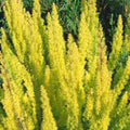 Erica arborea Albert's Gold