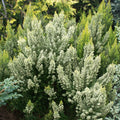 Erica arborea 'Estrella Gold'