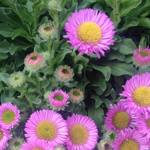 Erigeron glaucus Sea Breeze