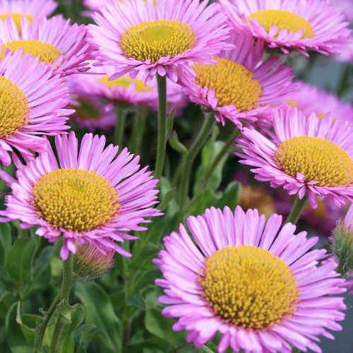 Erigeron glaucus Sea Breeze